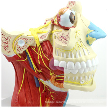 BRAIN03 (12400) Cirurgia Maxilo Facial Anatomia Educacional Modelo de Nervo Craniocerebral
